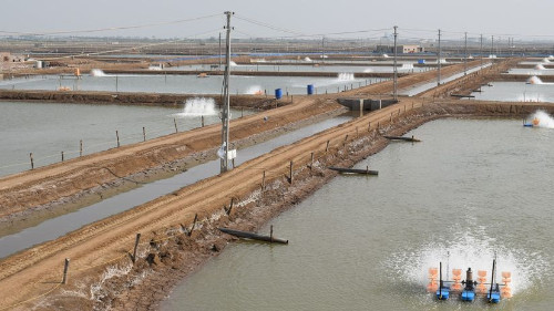 Seafood Media Group - Worldnews - Seafood industry stares at slump as  global market for shrimp shrinks