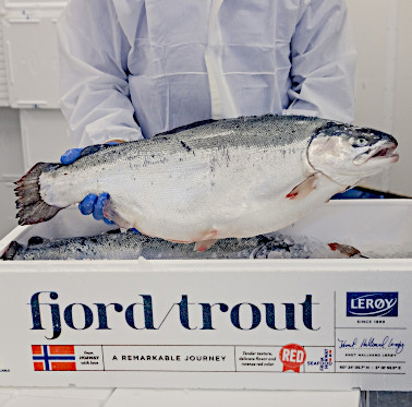 Norwegian salmon situation for the first half of the year(图3)