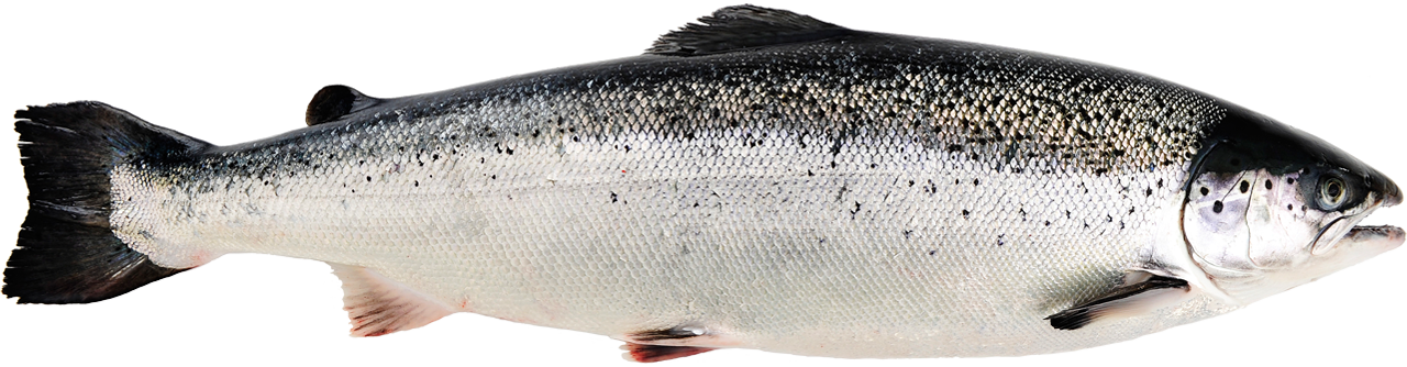 Norwegian salmon situation for the first half of the year(图1)