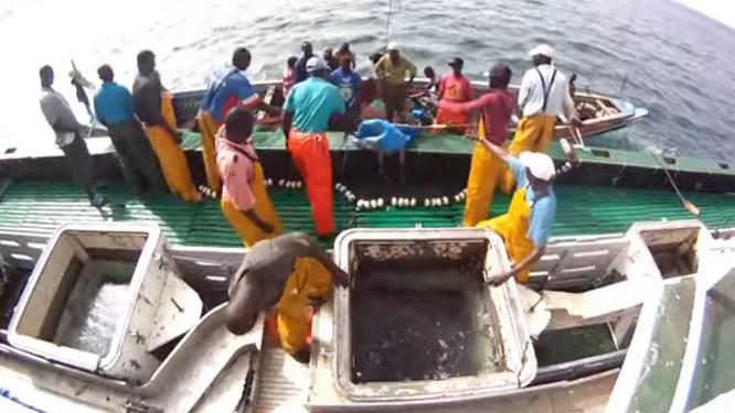 Seafood Media Group - Noticias - Desarrollar la pesca con cañeros atuneros,  una tarea compleja