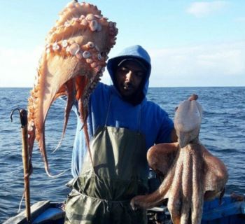 Seafood Media Group - Worldnews - The octopus fishing season ends